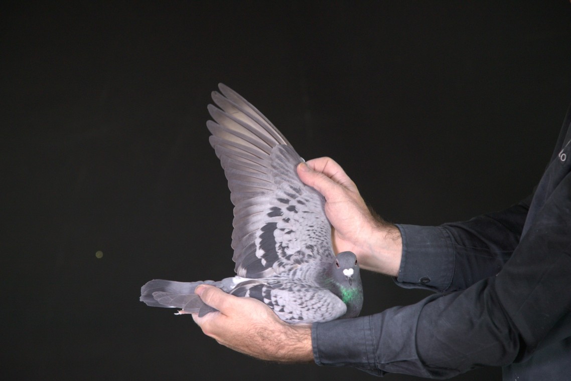 LOT 23 AFRIKAPRO AUCTION 1-Dr. de Weerd/Pigeon Palace-ZA-25-TPA-7259 –