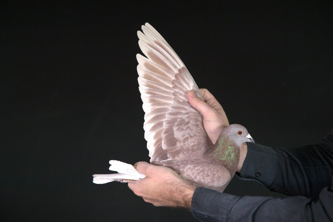 ZZ..LOT 134 AFRIKAPRO AUCTION 1-Dr. de Weerd/Pigeon Palace-ZA-25-TPA-7264 –