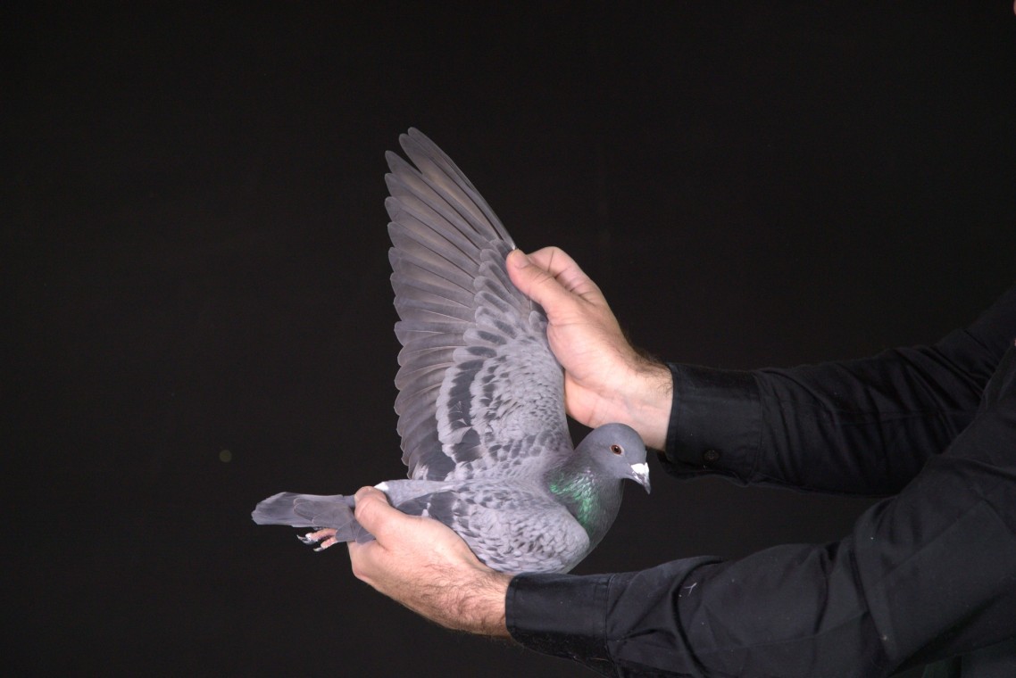 ZZ..LOT 118 AFRIKAPRO AUCTION 1-Dr. de Weerd/Pigeon Palace-ZA-25-TPA-7277 –