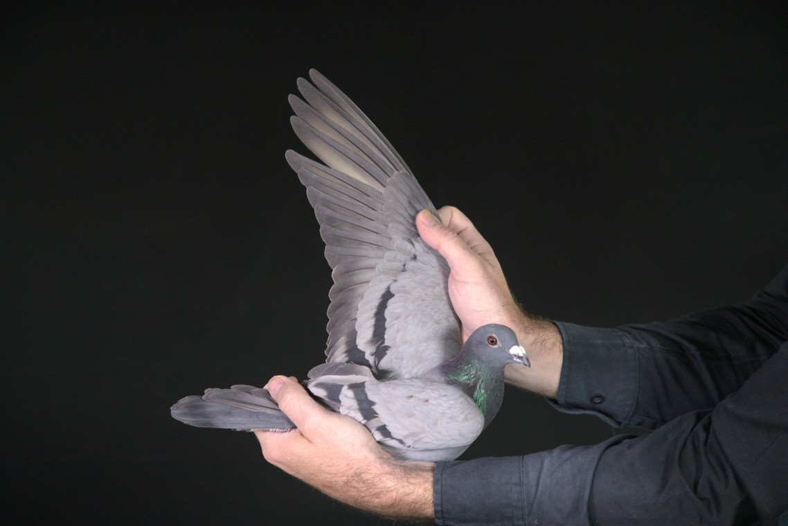 LOT 25 AFRIKAPRO AUCTION 2-Pigeon Palace-ZA-25-TPA-7297 –