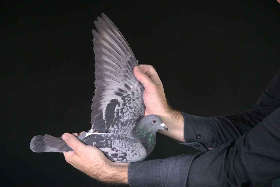 ZZ..LOT 132 AFRIKAPRO AUCTION 2-Dr. de Weerd/Pigeon Palace-ZA-25-TPA-7324 –