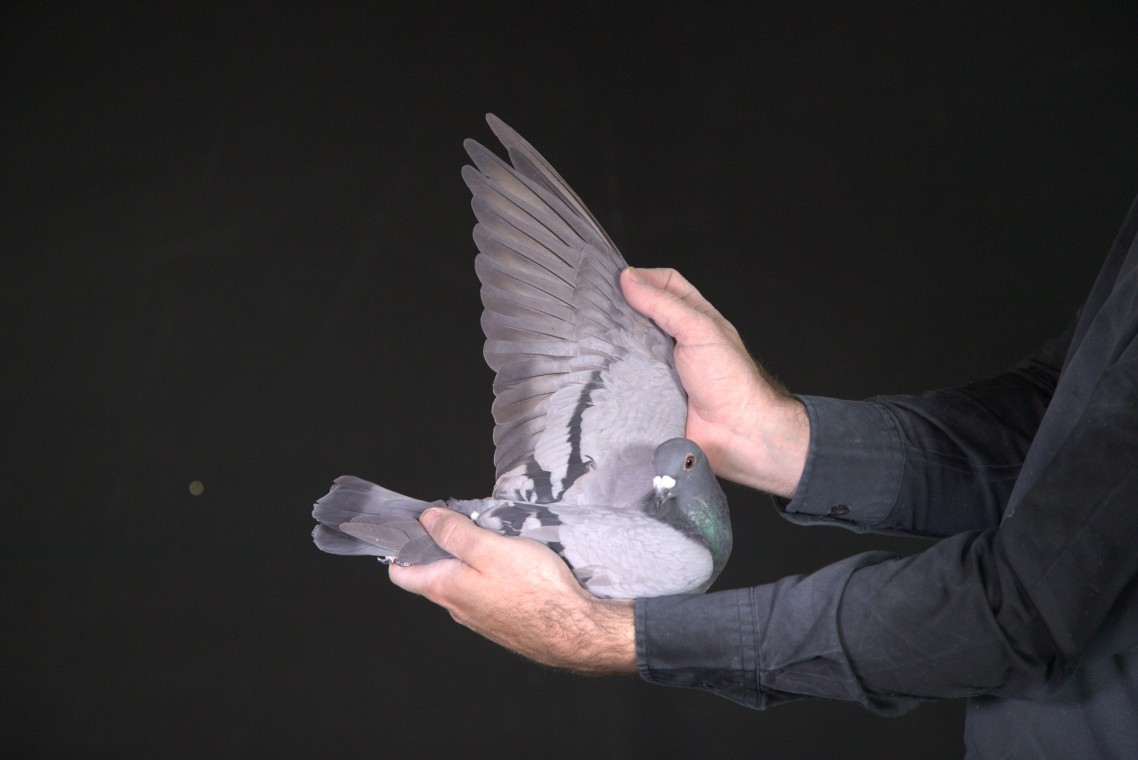 ZZ..LOT 160 AFRIKAPRO AUCTION 1-Pigeon Palace-ZA-25-TPA-7327 –