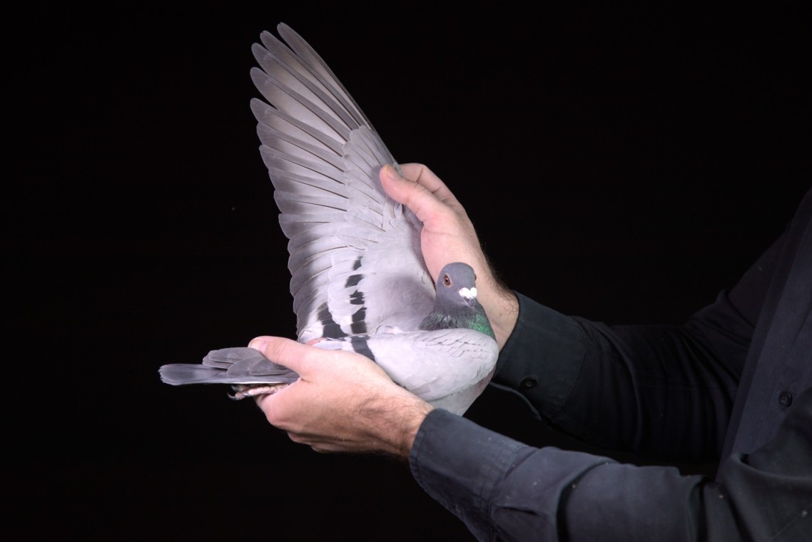 LOT 75 AFRIKAPRO AUCTION 2-Pigeon Palace-ZA-25-TPA-7335 –
