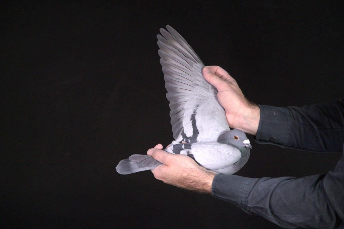 ZZ..LOT 156 AFRIKAPRO AUCTION 1-Exclusive Pigeon Paradise/Ninja Lofts-ZA-25-TRPF-1491 –