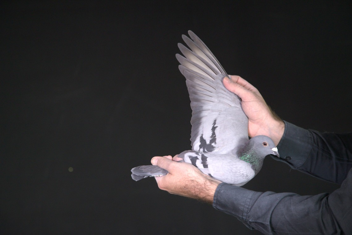 LOT 41 AFRIKAPRO AUCTION 2-Schalkwijk Pigeons.nl & Marnes Nel-ZA-25-WPU-701 –