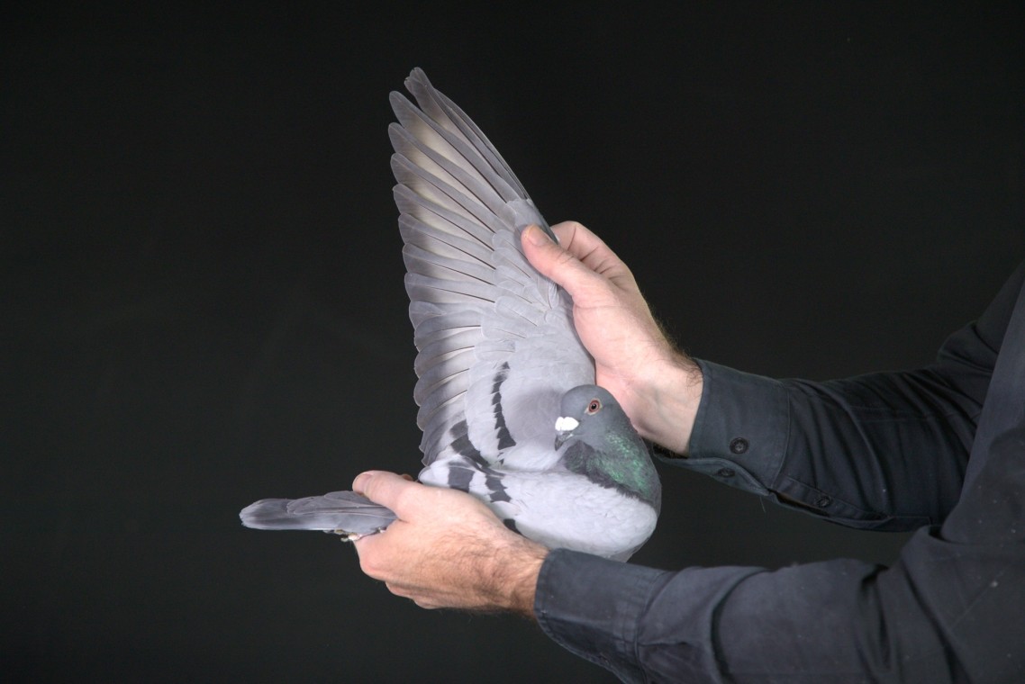 ZZ..LOT 128 AFRIKAPRO AUCTION 2-Schalkwijk Pigeons.nl & Marnes Nel-ZA-25-WPU-702 –