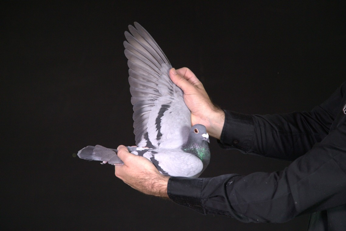 LOT 94 AFRIKAPRO AUCTION 2-Schalkwijk Pigeons.nl & Marnes Nel-ZA-25-WPU-715 –