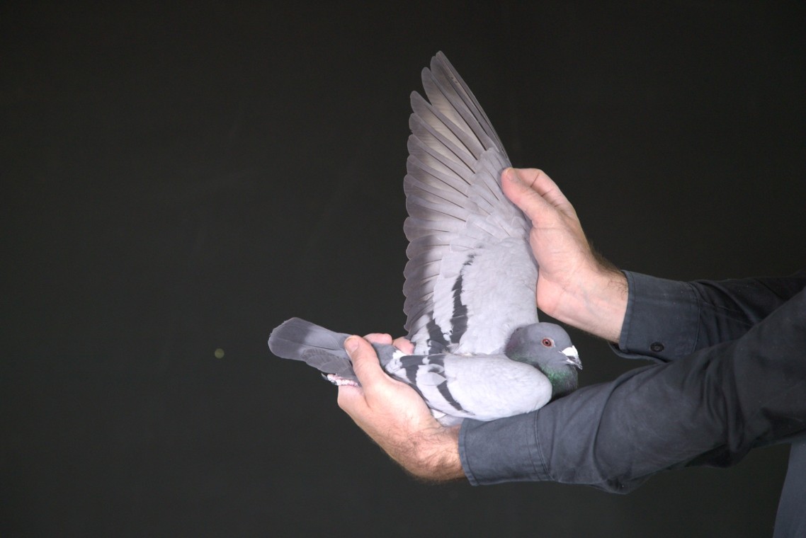 LOT 27 AFRIKAPRO AUCTION 1-Schalkwijk Pigeons.nl & Marnes Nel-ZA-25-WPU-734 –