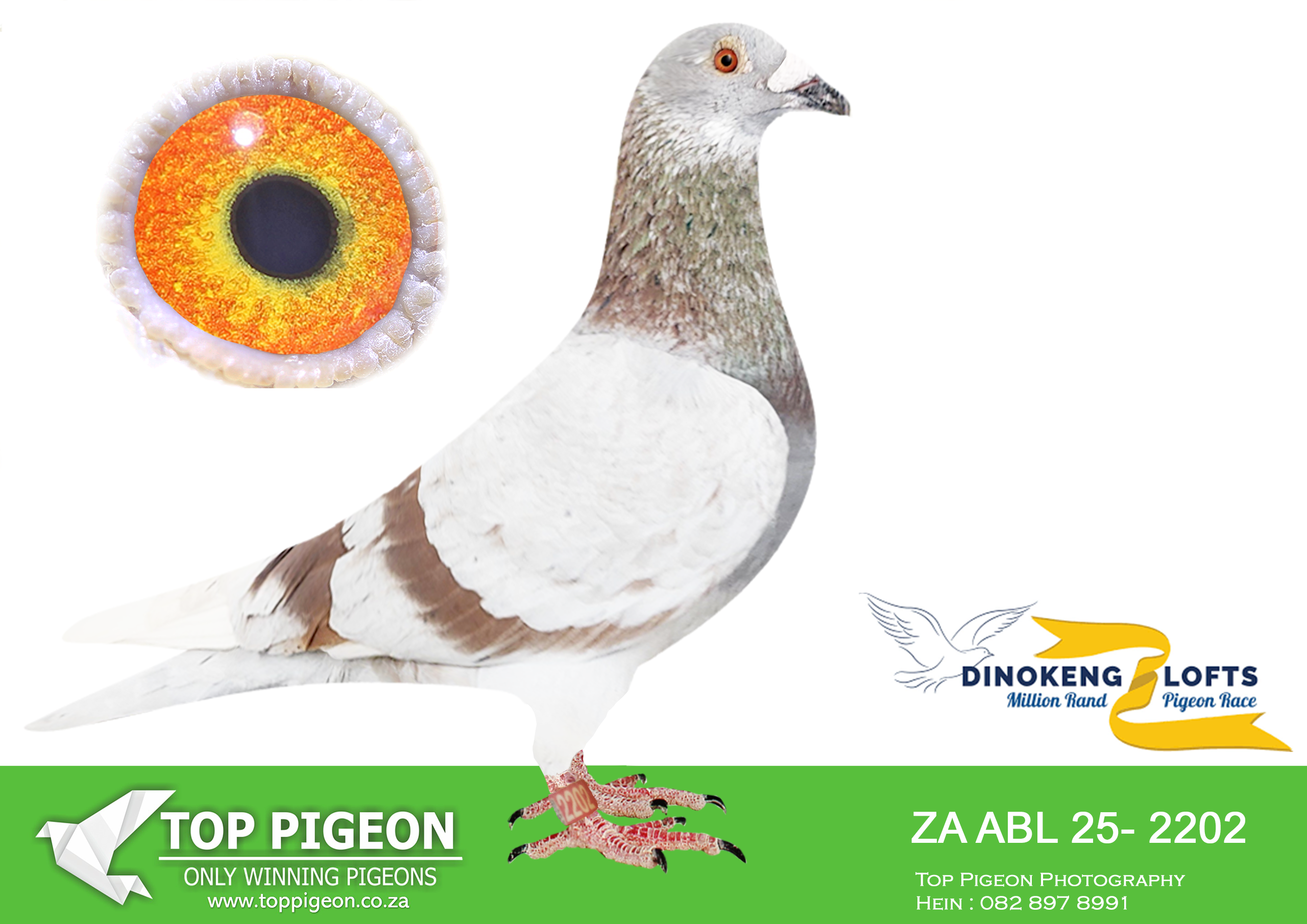 .LOT 1 DINOKENG AUCTION 2-ALWYN BESTER-ZA ABL 25- 2202 –