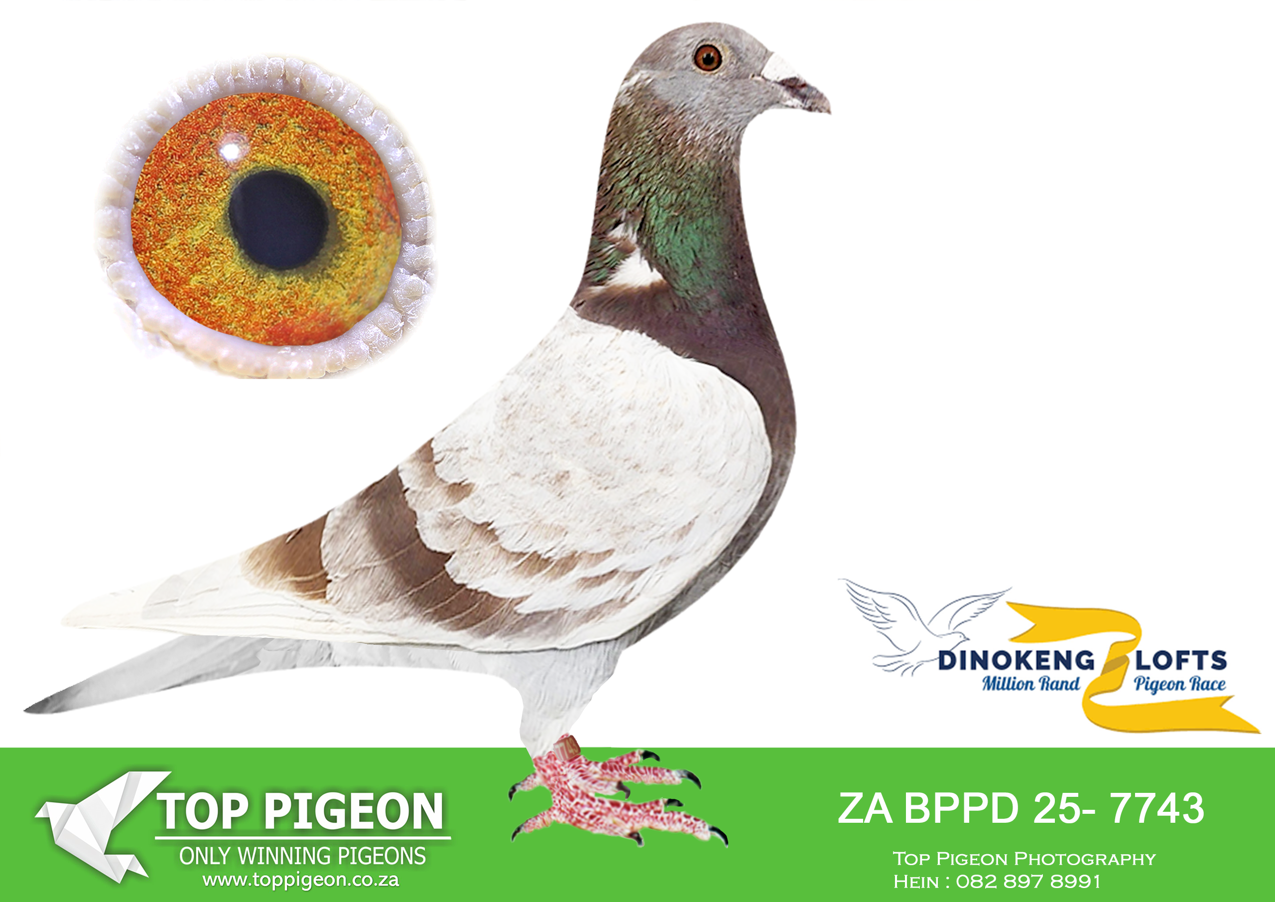 LOT 53 DINOKENG AUCTION 2-SAIPR LOFT – CAPE TOWN-ZA BPPD 25- 7743 –