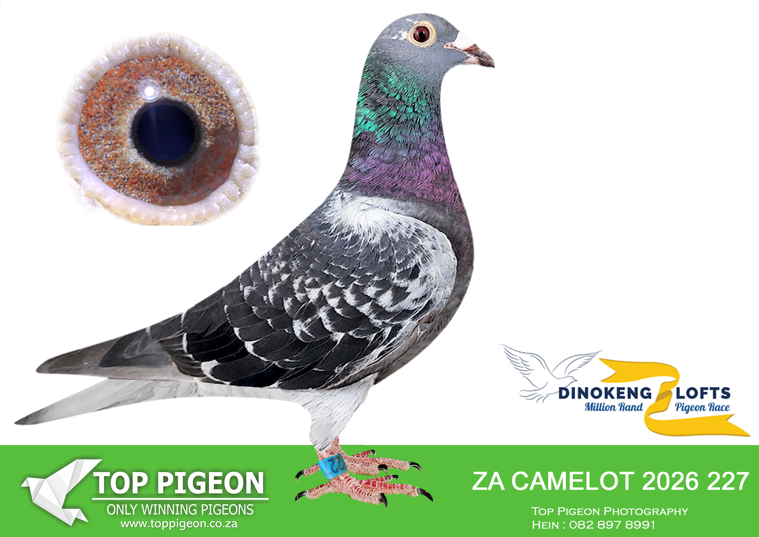 .LOT 3 DINOKENG AUCTION 2-CAMELOT HOKKE-ZA CAMELOT 2026 227 –