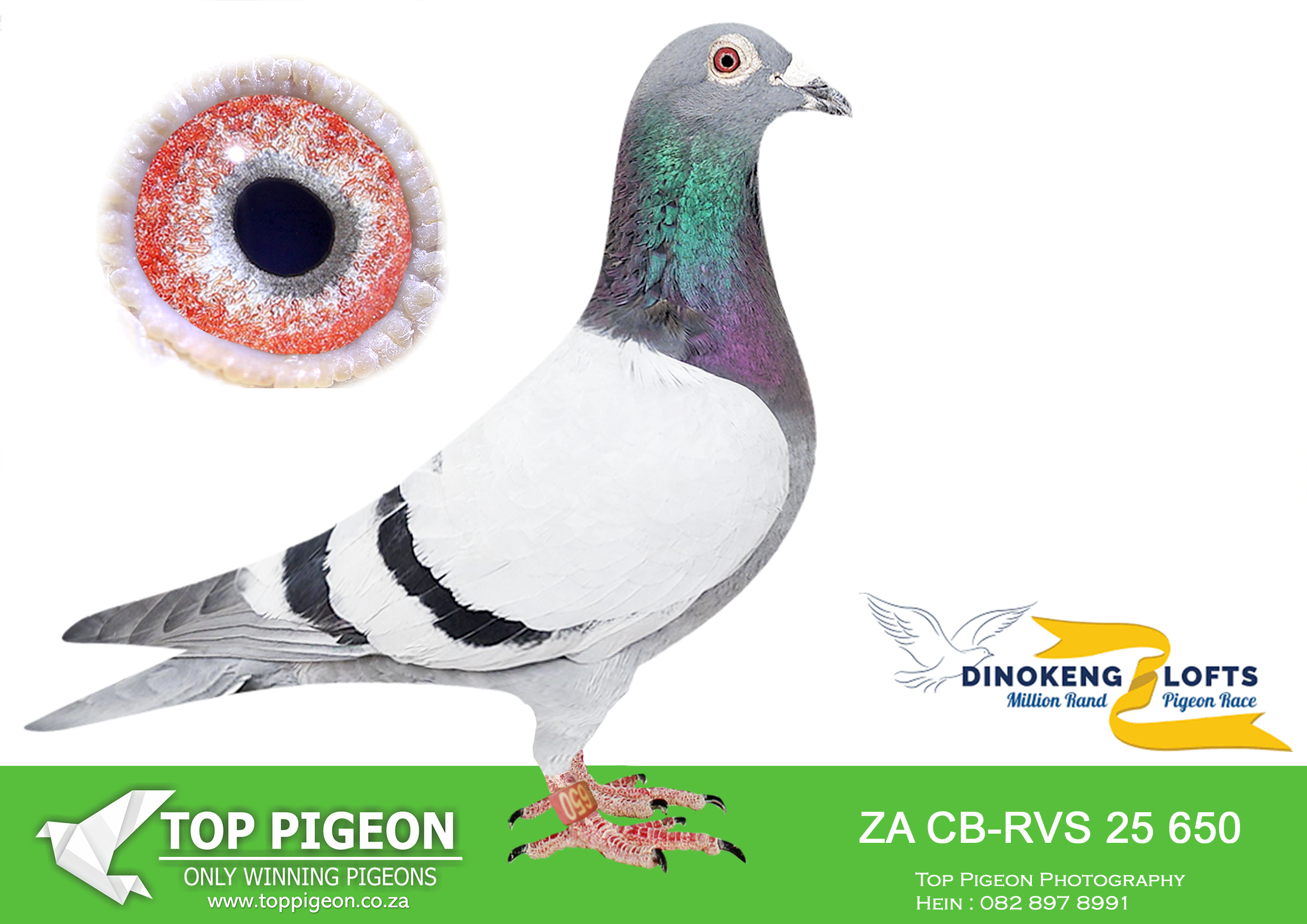 .LOT 6 DINOKENG AUCTION 2-BENN & BAILIE-ZA CB-RVS 25 650 –