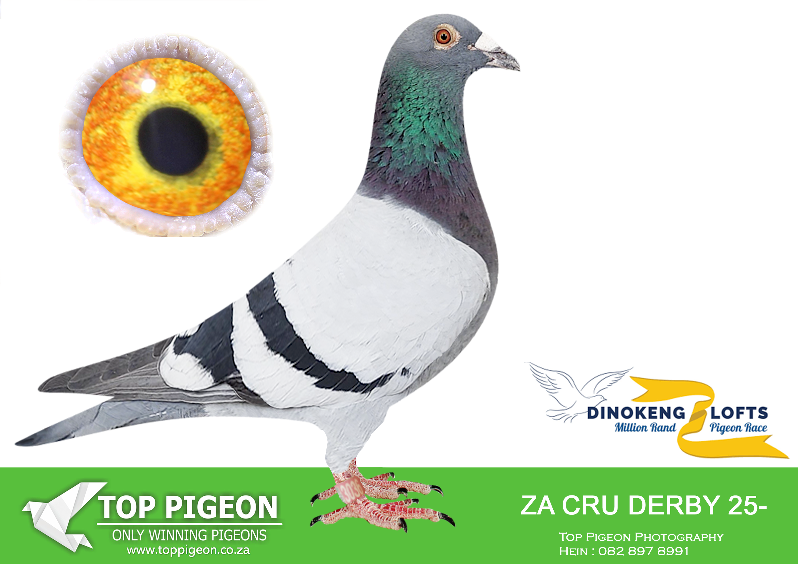 LOT 10 DINOKENG AUCTION 2-TOBIE WOLMARANS-ZA CRU DERBY 25- 3036 –
