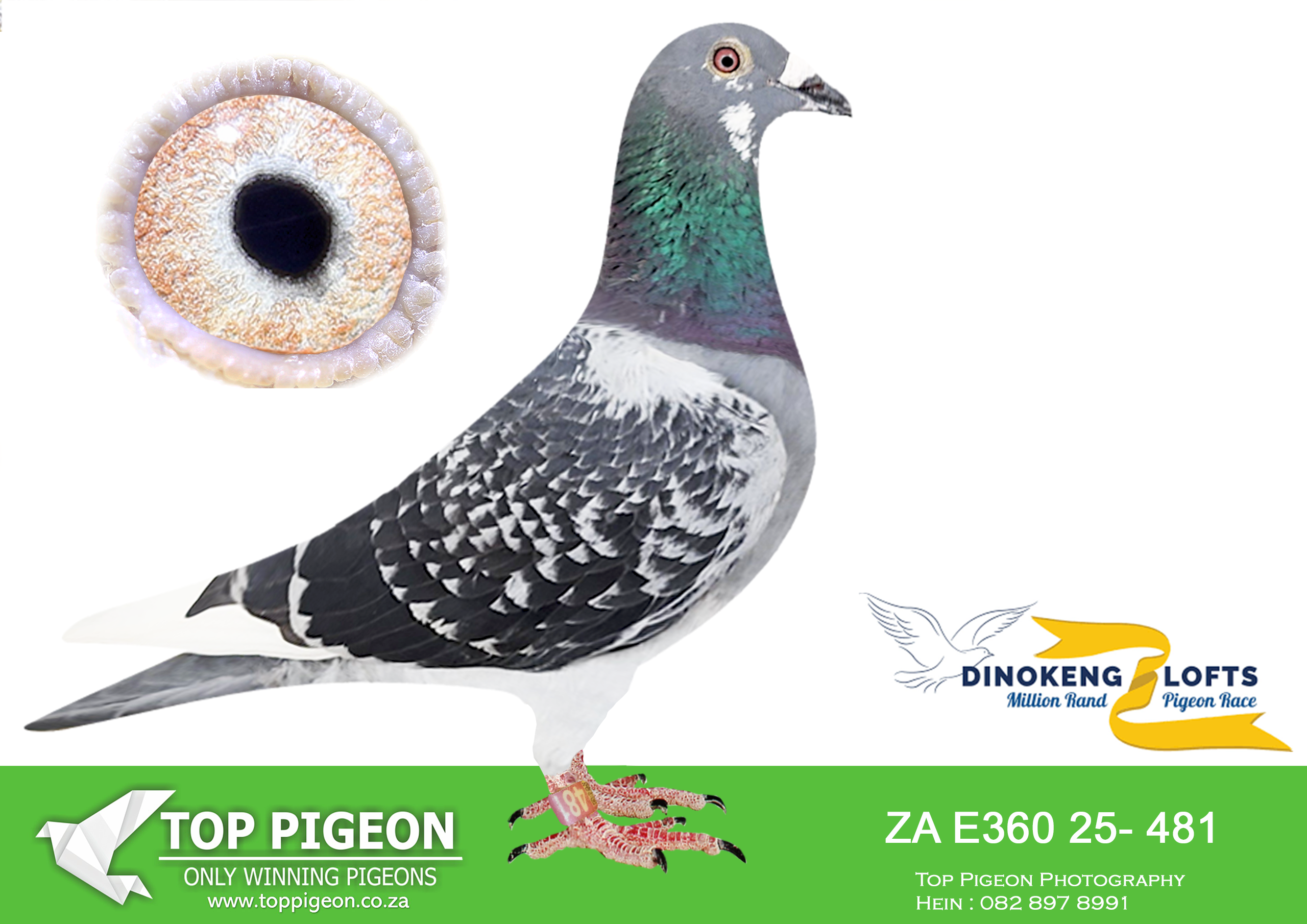 LOT 71 DINOKENG AUCTION 2-DIE VRYSTATERS-ZA E360 25- 481 -11TH FINAL RACE———SIRE: ZA20-OVRF-12234 “Super Strike” — Pencil white-flight Gaby Vandenabeele cock from ZA11-43084 “Golden Boy” × ZA18-OVRF-3685 “Golden Boy Daughter”. Bred from father × daughter and linebred to Golden Eye, he is credited with consistently producing good racers. ————DAM: ZA21-NOK-210007 “Este” — Red-chequer Janssen Gebroeders hen from ZA16-VDM-706 “Kleine Rooie” × ZA18-VDM-18015 “Donkere Rooie”. Her ancestry includes BE13-2188120 “Rooi Jan”, BE14-2313946 “Kleine Pied”, BE13-2172896 “Mooie Rooie” and BE13-2172993 “Miss Beauty”.SEE PEDIGREE!!!!