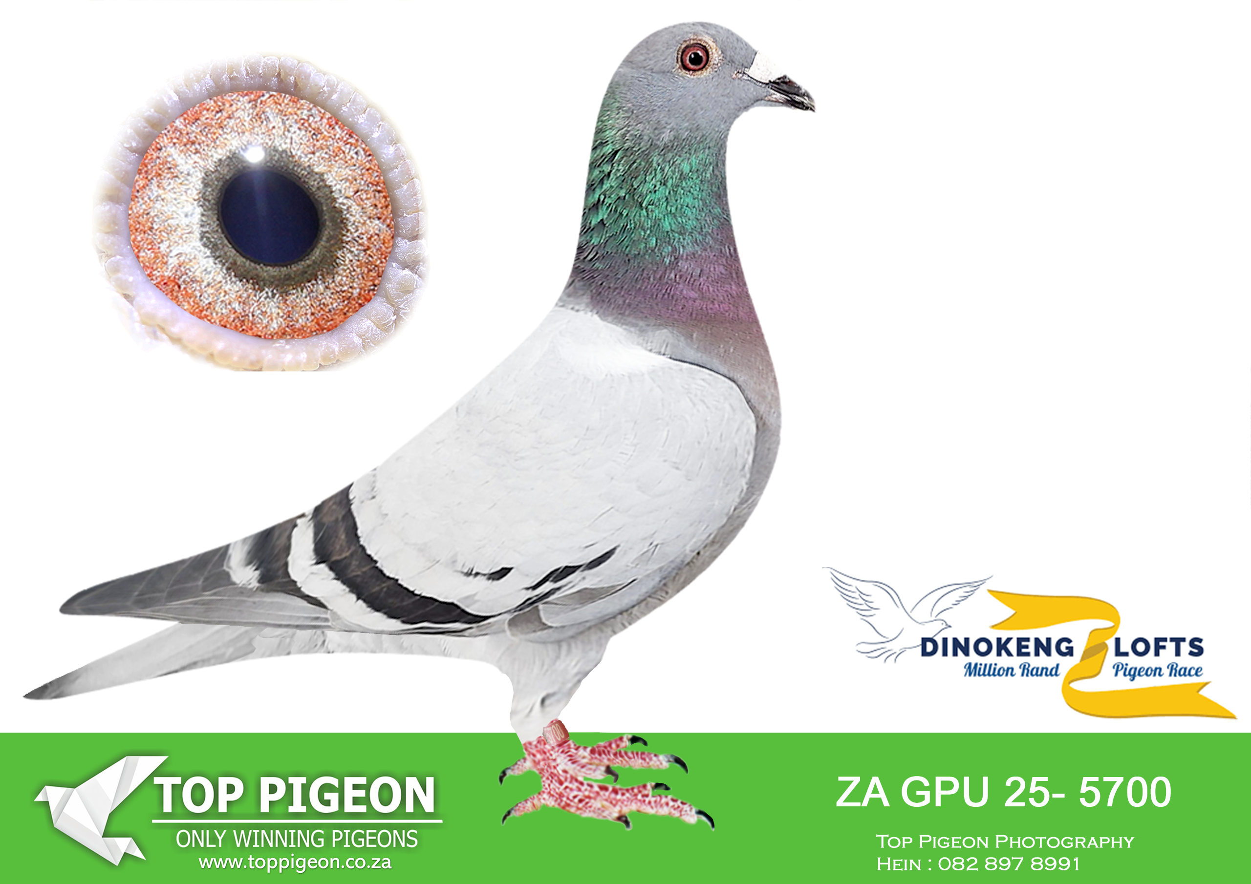LOT 50 DINOKENG AUCTION 2-UMBERTI LOFTS & JOE GOMES-ZA GPU 25- 5700 –