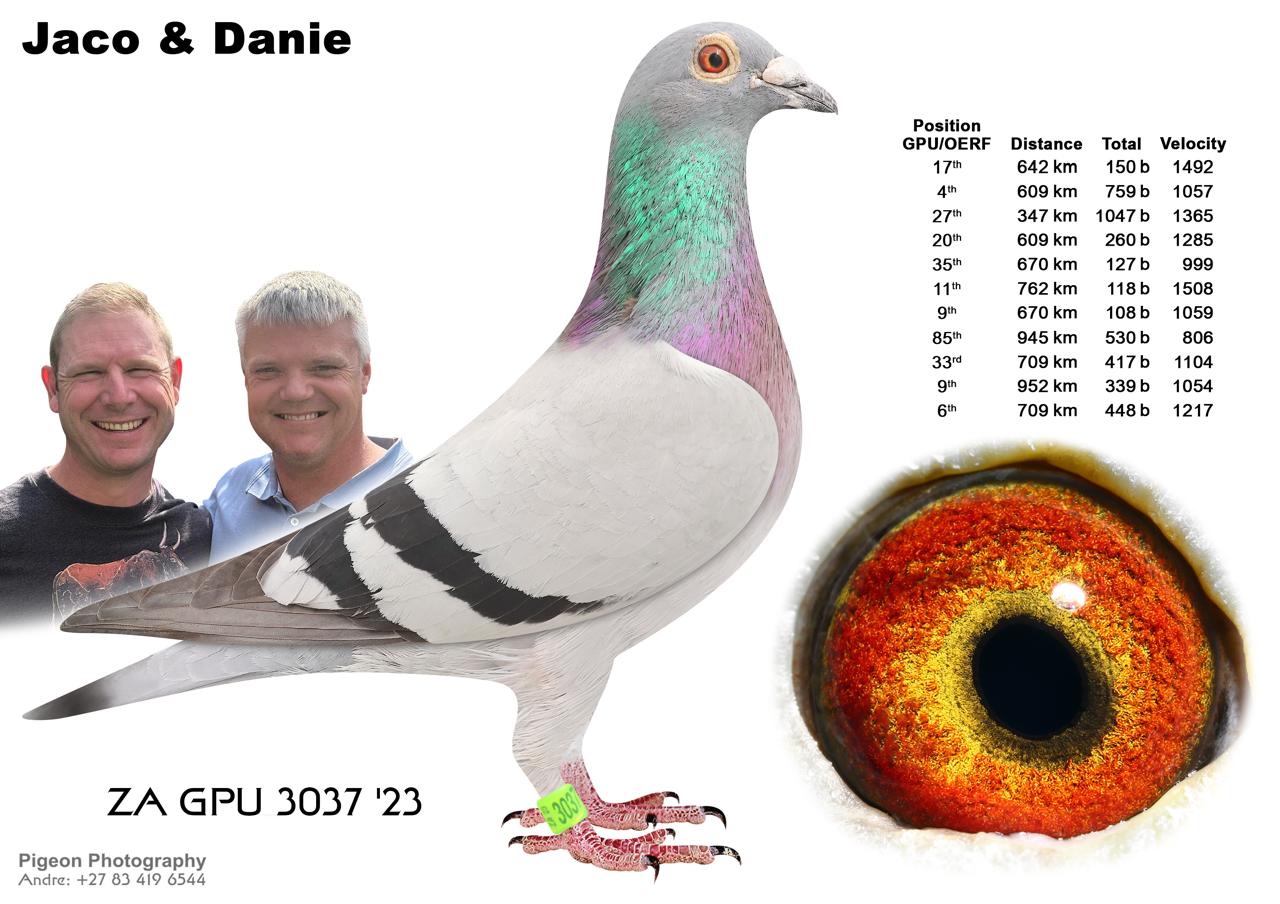 .LOT 6 JACO & DANIE – ZA 23 GPU 3037 -Dam, STORM CHASER, 1st Winner by 4 minutes Dinokeng OLR Final 2022, only two birds on the drop!!! Half-brother to ZA GPU 5399 ’25 AFRICAN LEGEND, winner of 1st ACE pigeon overall & 2nd Place on the drop, Dinokeng One Loft Race Final 2026, Colesberg, 655km. AFRICAN LEGEND sold for R145 000 on Toppigeon.—————SIRE:2602 ZA 19 VPU/D.Alias “BORSBEEN” Strain: Jaco Faul Color: Blue Bar Super Breeder for J Faul – DJ Scholtz! Half-brother x Half-sister mating bred back to GOLDEN CARELLY. ZA VPU/D 2602 ’19 BORSBEEN – his children and grand-children breeding winners.—————DAM:992 ZA 21 BPF.Alias “STORM CHASER” Strain: JJJ vd Linde & DJ Scholtz Color: Blue Bar 1st Winner by 4 minutes Dinokeng OLR Final 2022, only two birds on the drop!!! Full sister to STORM leading 1st ACE Bird Dinokeng OLR up to the final 2021, G/dam TRUE MAGIC full sister DREAM, dam of Sonskyn OLR Equal Final Winner LINDIE, two birds on the drop 37 minutes break 2019. LINDIE dam to MISS NAVIGATOR bakkie winner Dinokeng OLR 2021. G/Sire ROCKY sire of PILOT EYE 4th Ace Bird Dinokeng 8th Barcelona 2020, PILOT EYE sire of bakkie winner Dinokeng OLR 2021.SEE PEDIGREE!!!