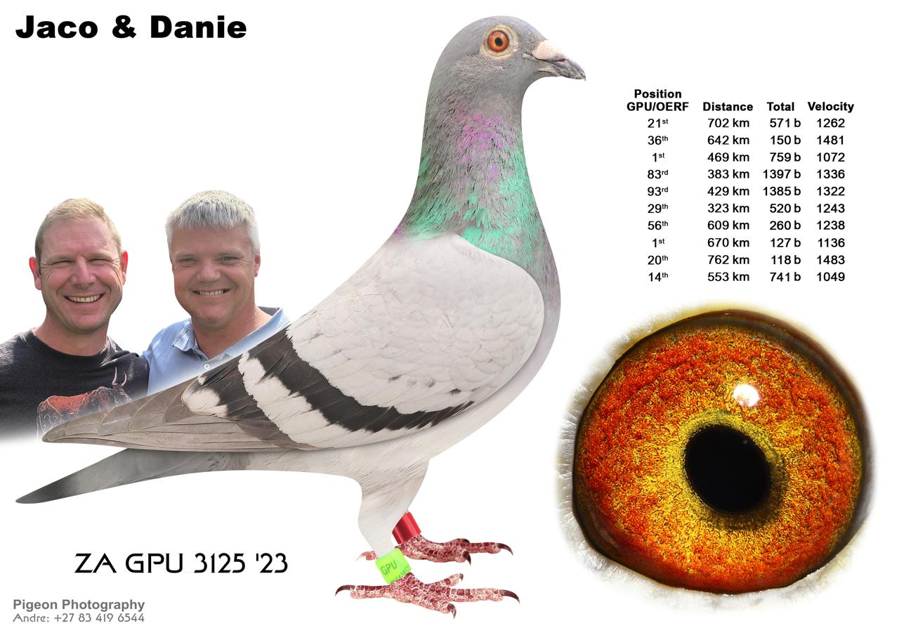 .LOT 2 JACO & DANIE – ZA 23 GPU 3125 – one of our best and consistant racers in 2024 and 2025. Bred from LIGHTNING X LITTLE CARELLY ANGEL, two super pigeons. Two times Union Winner: – 1st, 469km, 759 pigeons, velocity 1072 m/min – 1st 670km, 127 pigeons, velocity 1136 m/min Flown the following GPU/OERF positions: 1, 1, 14, 20, 21, 29, 36, 56, 83, 93, etc. A super pigeon!!—————SIRE: 5870 BPF/D 20 ZA. Alias “”JJJ’S LIGHTNING””. Strain: JJJ Van Der Linde. Color: Blue Bar. ”JJJ’S LIGHTNING” 3 X EQUAL OLR DINOKENG HOTSPOT WINNER AND WAS 1ST ACE BIRD UP UNTILL THE FINAL 2021 SIRED”GALAXY STAR 2ND FINAL WINNER OLR ALL FLIGHT CARNIVAL SUMMER 2023 WITH ONLY 3 DAY BIRDS.—— DAM: 1447 ZA 22 CYRL “LITTLE CARELLY ANGEL”. HER SIRE AND DAM ARE BOTH DOUBLE GRANDCHILD GOLDEN CARELLY.SEE PEDIGREE!!!