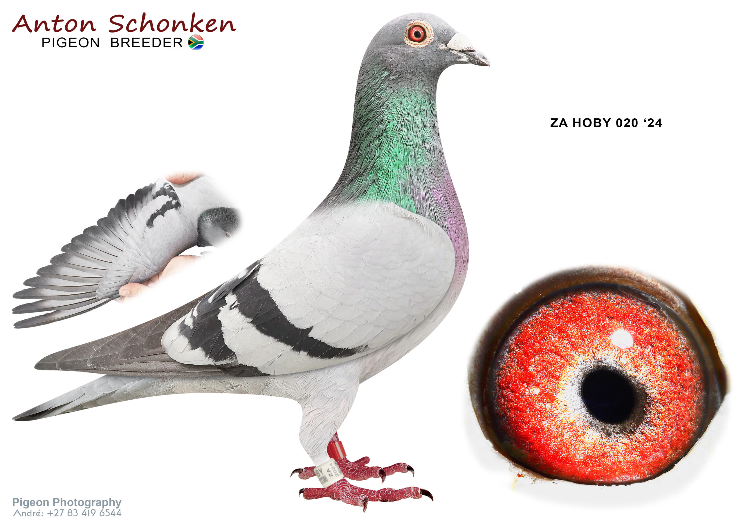 .LOT 1 ANTON SCHONKEN – ZA 24 HOBY 020 -Mirage Blue Sky Blue Blood Orlando Great Breeding material from some of the best SA and imported lines—————-SIRE: 226 ZA 21 HOBY.Alias “Pieta” Strain: Anton Schonken Color: Blue Bar.————–DAM:108118 ZA 23.Alias “Lady Kruger” Strain: Anton Schonken Color: Blue Bar.SEE PEDIGREE!!!!