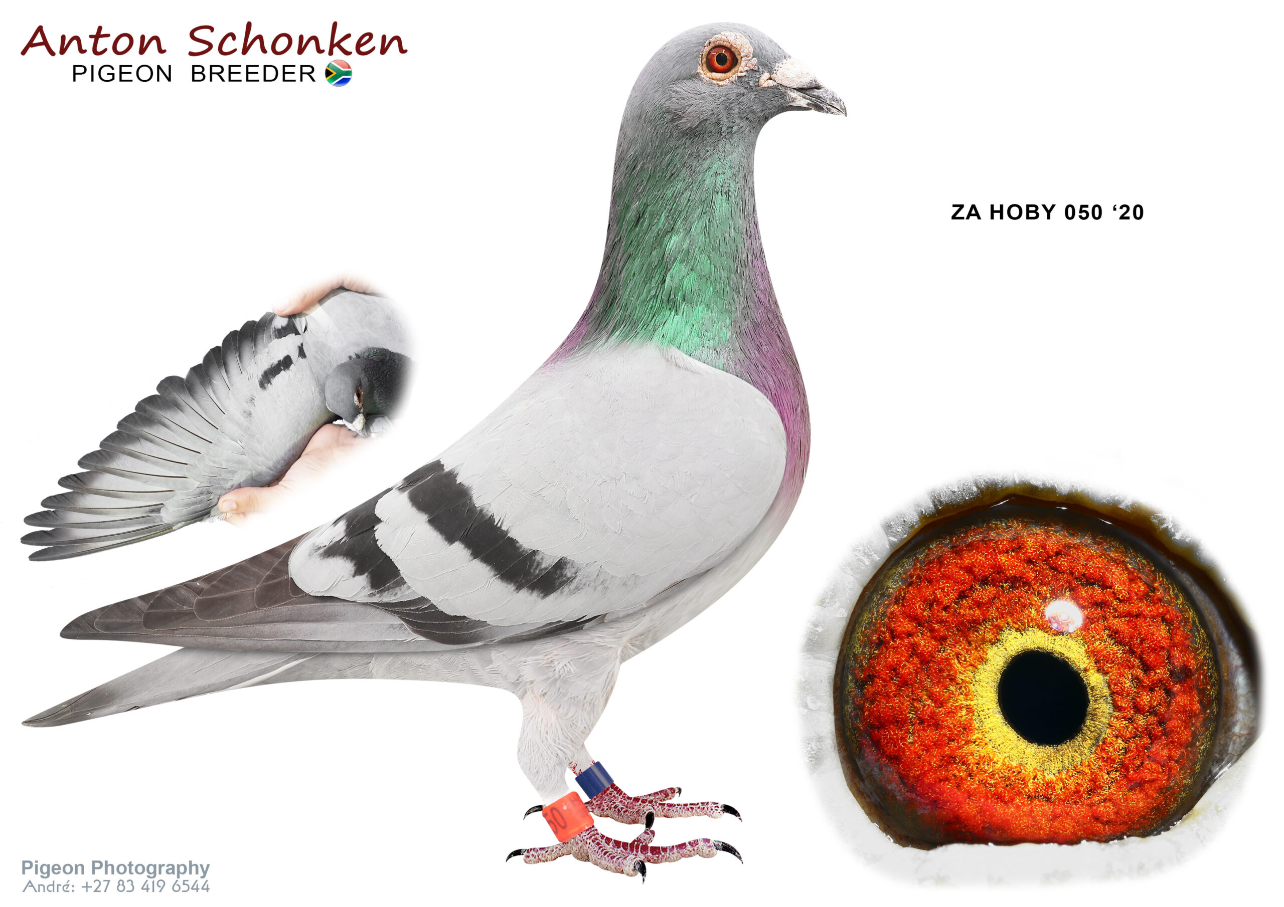 .LOT 5 ANTON SCHONKEN – ZA 20 HOBY 050 -SIRE:1515 ZA 18 SANPO.Alias “Cradock Mealy” Strain: JANSSEN Color: Mealy Bought from Cradock One Loft Sale 2019. Breeder Leswin Lofts. This Cock is breeding winners with various hens. One of our secret weapons.————-DAM:82375 SANPO 18 ZA.Alias “”Bigwing”” Strain: Mark King / Gys Louw Color: Blue Bar This hen has bred 5 Union Winners. Absolute great hen also bred us a 12 min Breakaway baby on 620Km.SEE PEDIGREE!!!!