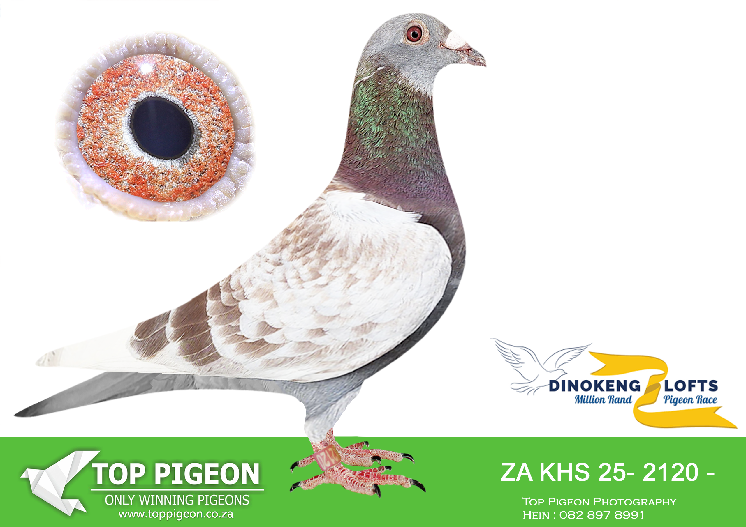 LOT 45 DINOKENG AUCTION 2-FRANCOIS STEINMAN-ZA KHS 25- 2120 –