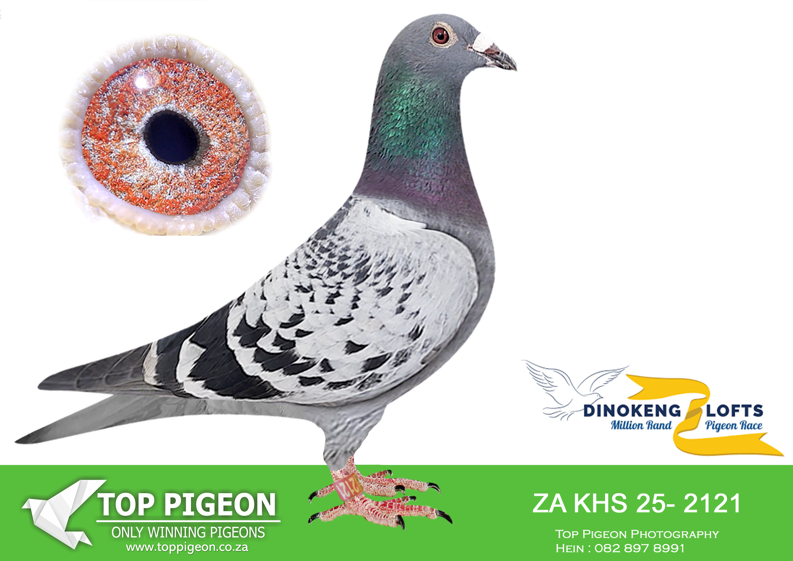 LOT 16 DINOKENG AUCTION 2-FRANCOIS STEINMAN-ZA KHS 25- 2121 –