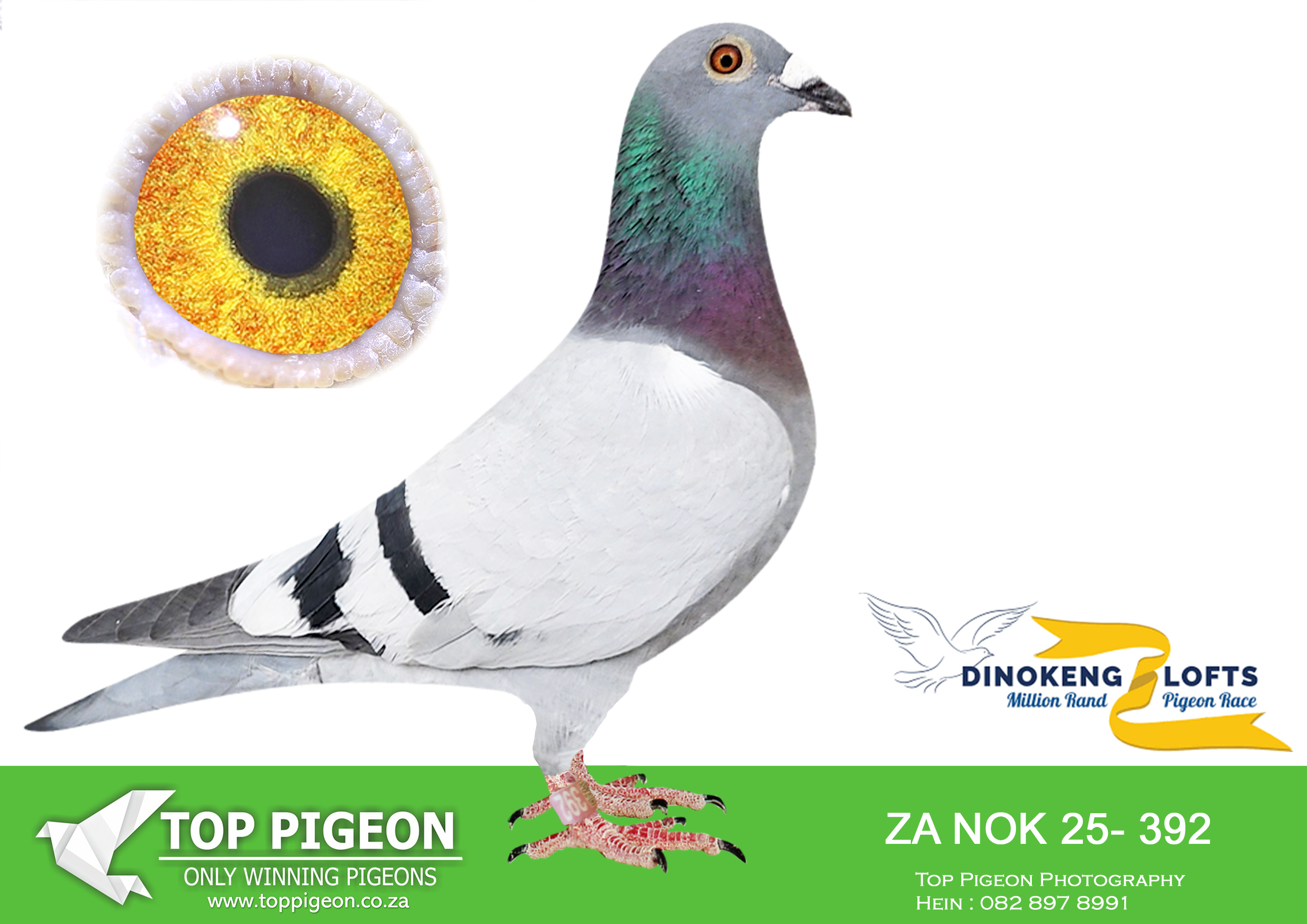 LOT 38 DINOKENG AUCTION 2-AJ NEL & LA-ZA NOK 25- 392 –