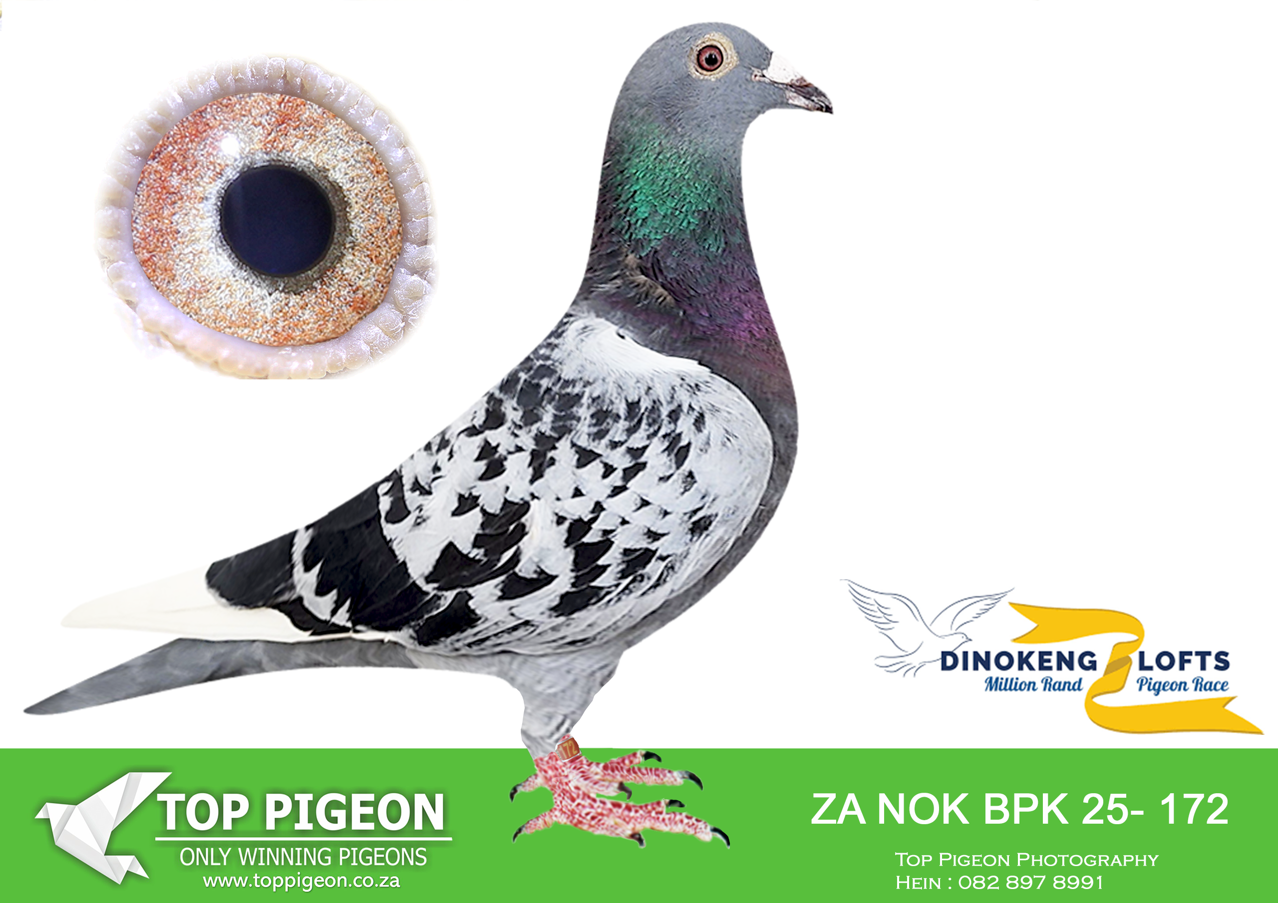 LOT 79 DINOKENG AUCTION 2-DE BEER HOKKE-ZA NOK BPK 25- 172 -2ND RACE 4 EQUAL WINNER , 17TH FINAL RACE———-SIRE: 23 VPU 8138 Purchased for stock from Out of Africa Lofts, this cock combines PIPA–Best Kittel bloodlines through his sire, 22 NL 1474843, and dam, 22 NOVPF 0247. His pedigree features Best Kittel, 1st National Ace KBDB 2017; Black Jewel, 5th National Ace Netherlands Middle Distance 2018; and a full sister to Best Kittel 2, 1st National Ace KBDB 2020.————— DAM: ZA 48042/21 Bred for stock, this Concorde/Van Bremen hen is a daughter of 19 OOA 230, a Twilight/Tom Tom cock purchased from Out of Africa Lofts, and 19/12436 RRPC, a Van Bremen hen purchased from Dean Jooste. Her pedigree includes a direct son of Concorde, SANPO Overall Gold Medal winner in 2015, together with Twilight/“Something Special” ancestry and Van Bremen lines associated with Combine winners.SEE PEDIGREE!!!!