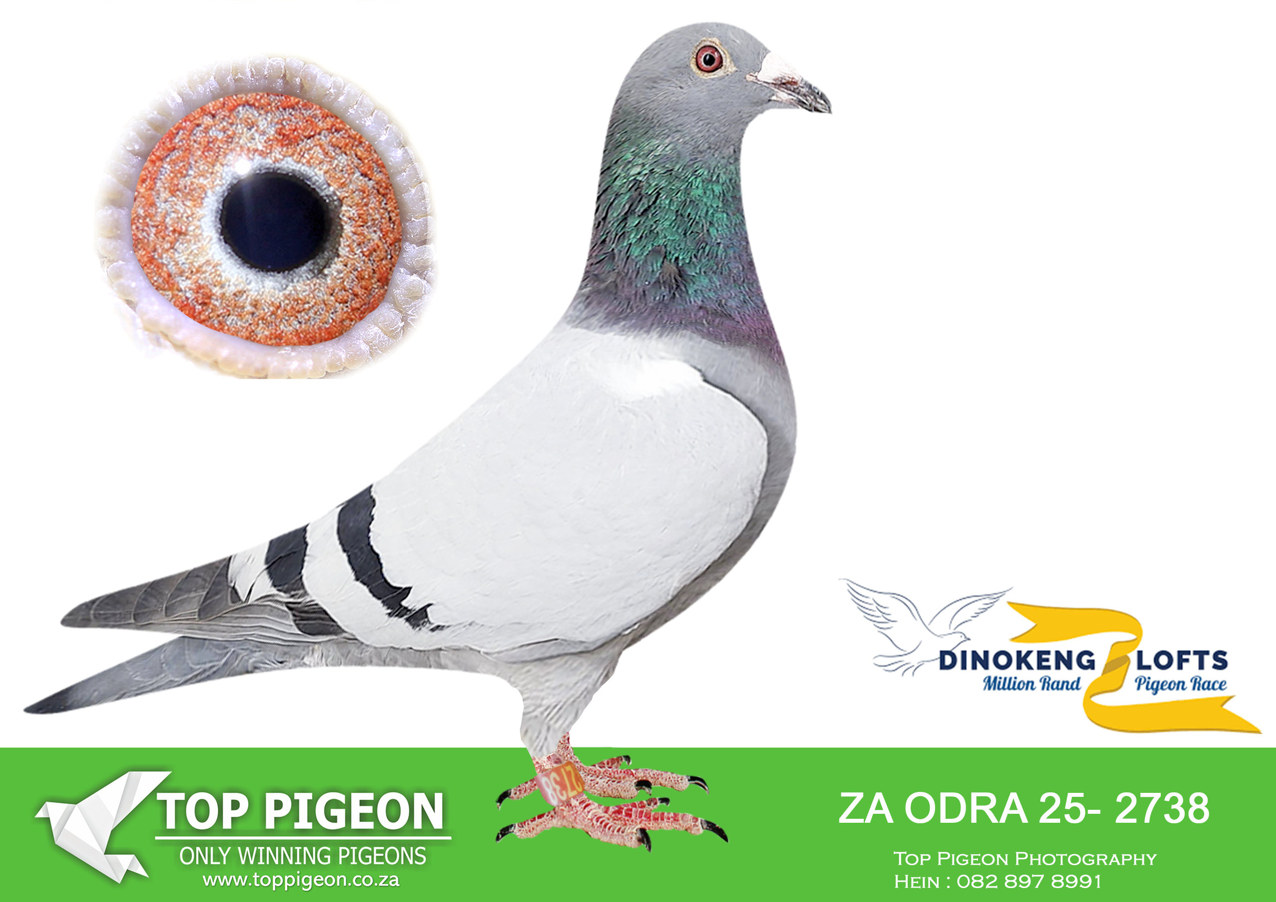 .LOT 9 DINOKENG AUCTION 2-ANDRE & JUAN-ZA ODRA 25- 2738 –