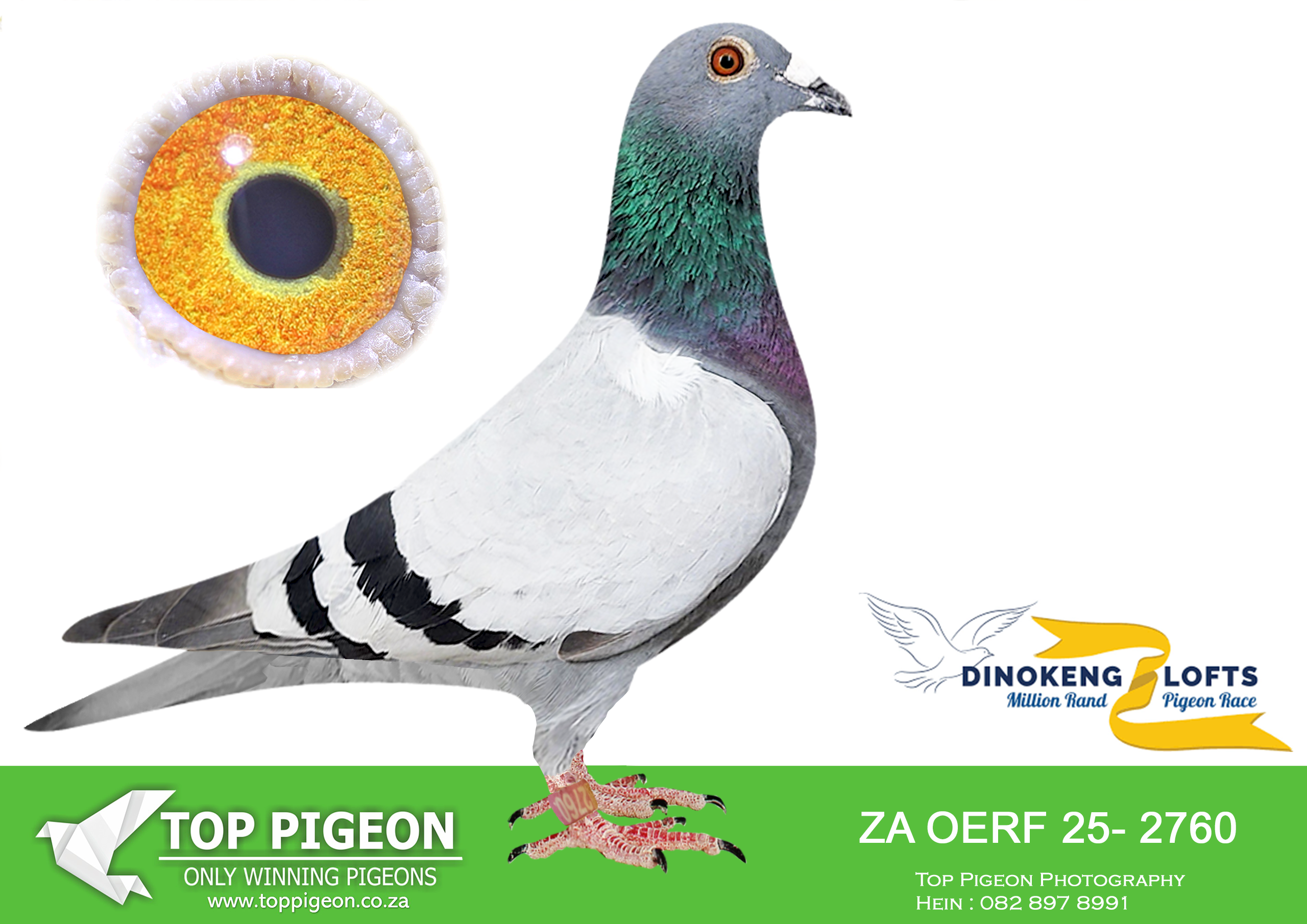 LOT 52 DINOKENG AUCTION 2-KEVIN SHOOTER-ZA OERF 25- 2760 –