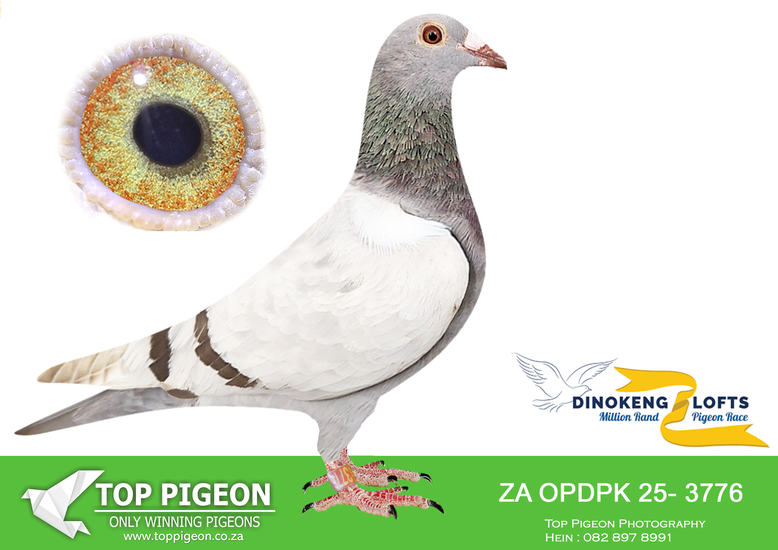 LOT 60 DINOKENG AUCTION 2-ROODT & VAN ONSELLEN-ZA OPDPK 25- 3776 –