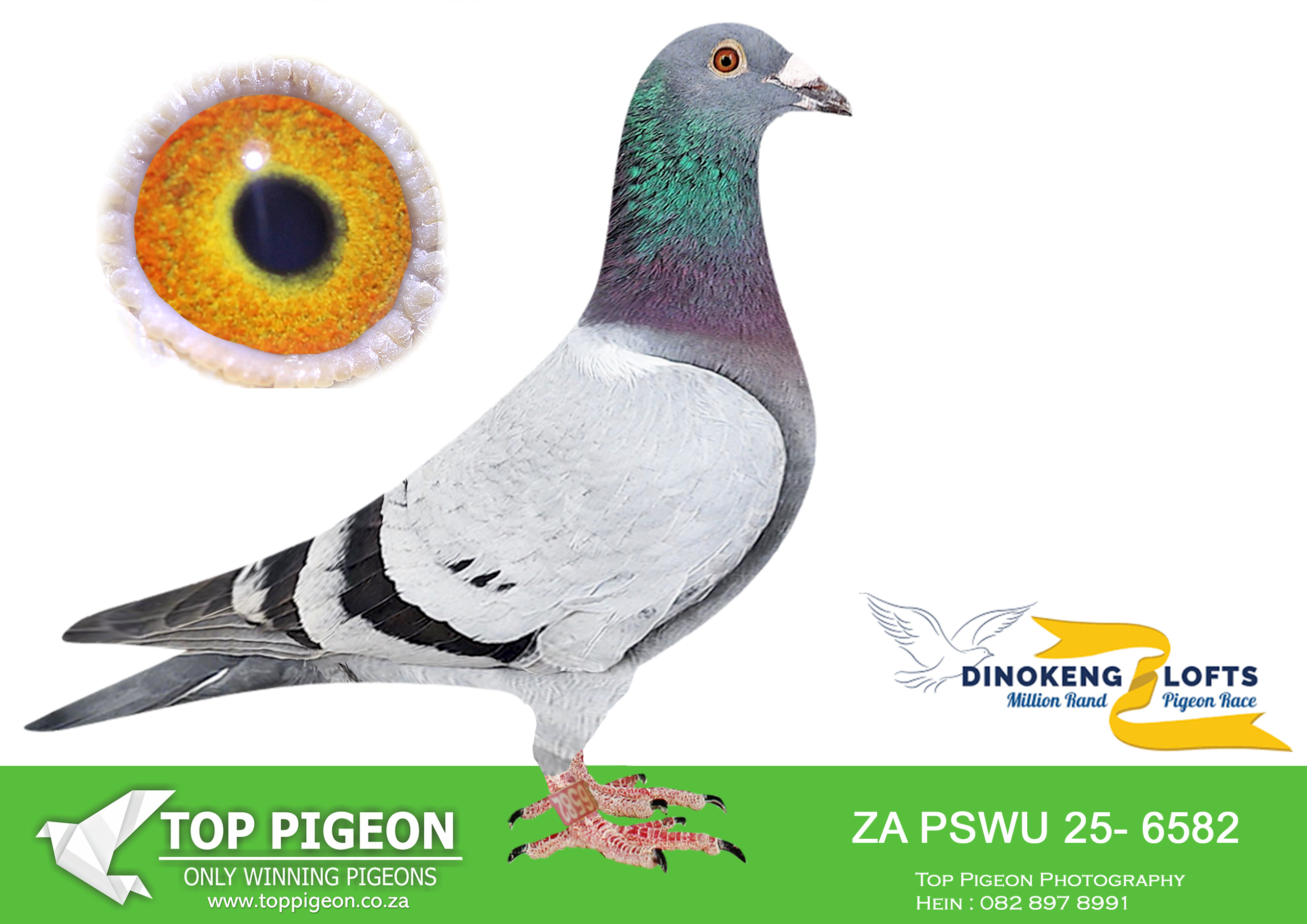 LOT 56 DINOKENG AUCTION 2-JAN & PEET-ZA PSWU 25- 6582 –