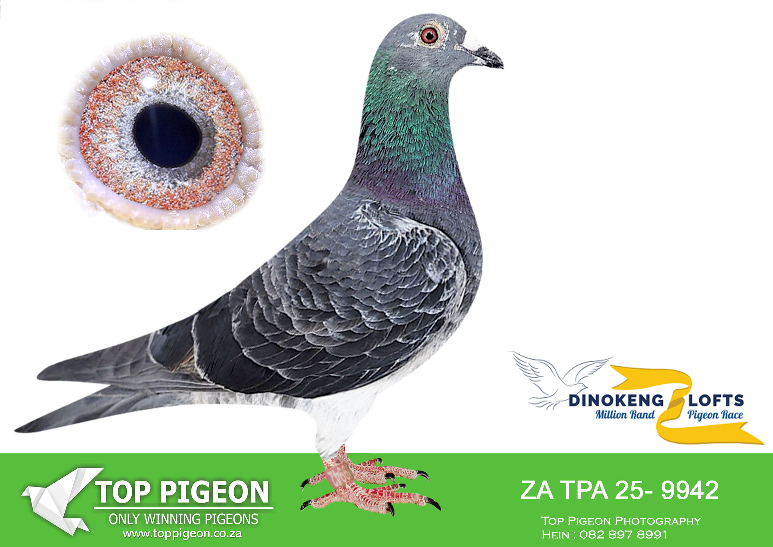 LOT 85 DINOKENG AUCTION 2-NICO MULLER-ZA TPA 25- 9942 -IRE: 1467/19 — Grizzle cock from Klaas van Schalkwyk. The pedigree credits him with breeding a winner and consistent racers when paired with 10607/18, identifying this as an established pairing. —————– DAM: 10607/18 — Grizzle hen credited with two top-ten positions for CP Hattingh and with breeding consistent performers on longer races. From 01952/14, Klaas van Schalkwyk breeding, × ZA14-18645, a dark-chequer winner and breeder of winners.SEE PEDIGREE!!!!