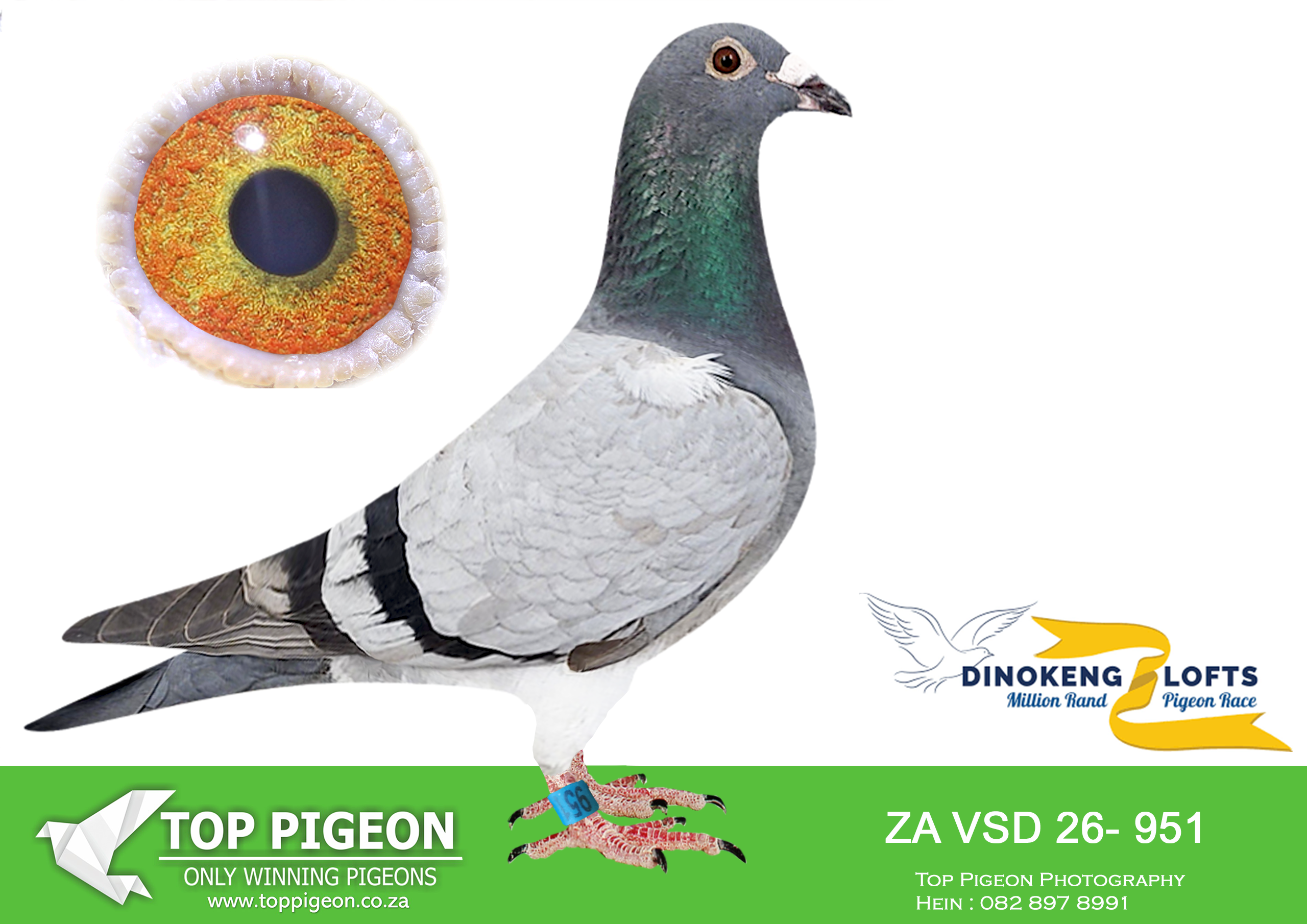LOT 13 DINOKENG AUCTION 2-DEWALD & STEFAN-ZA VSD 26- 951 –
