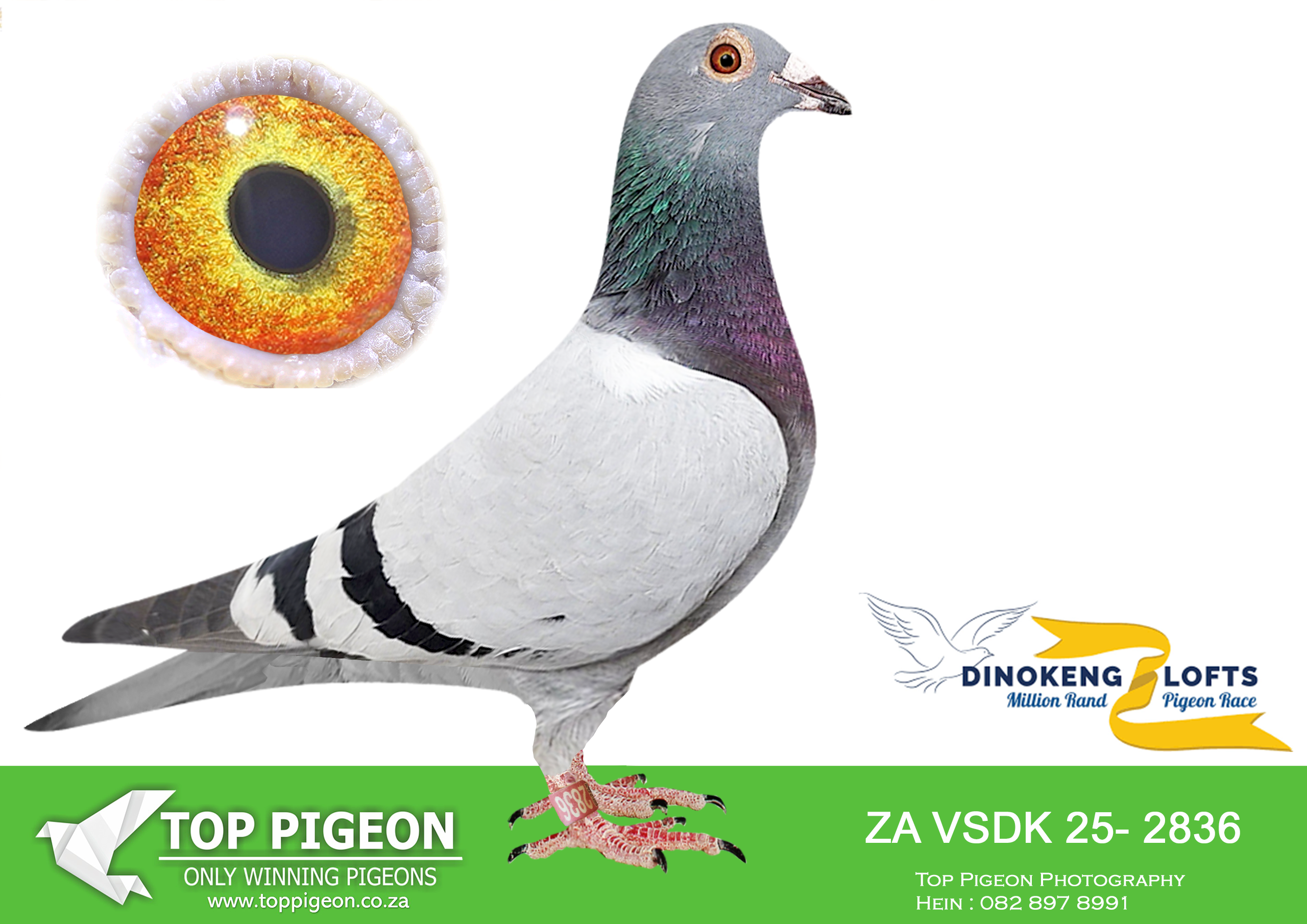 LOT 12 DINOKENG AUCTION 2-NATURES CHOICE-ZA VSDK 25- 2836 –
