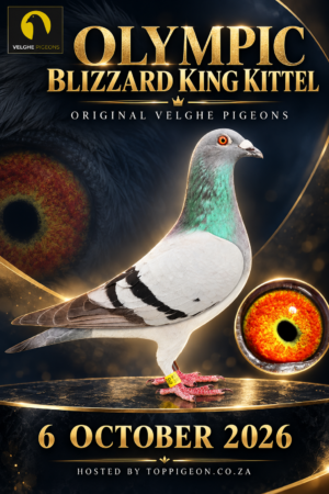 ACTIVE AUCTION - OLYMPIC BLIZZARD KING KITTEL - FROM 4 OCTOBER TO TUESDAY 6 OCTOBER 2026 (ENDING 20:10)